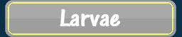 Larvae Colour Search