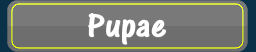 Pupae Colour Search