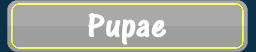 Pupae Colour Search